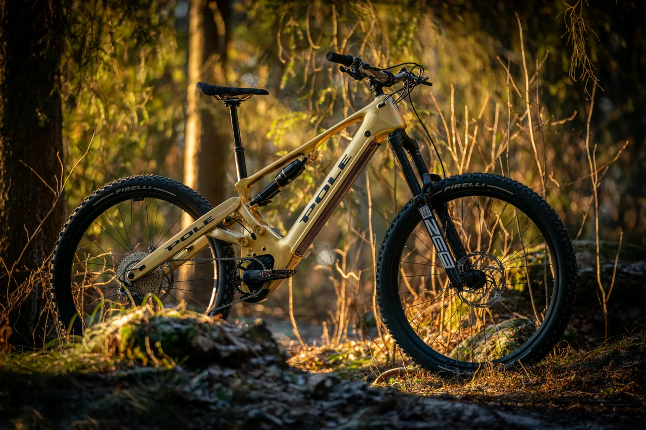 An early gold Pole Voima photographed in the forest in December 2021
